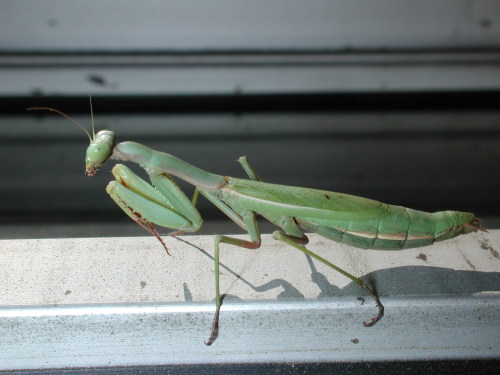 Possible Mediteranean Mantis (female)