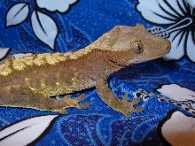 spike