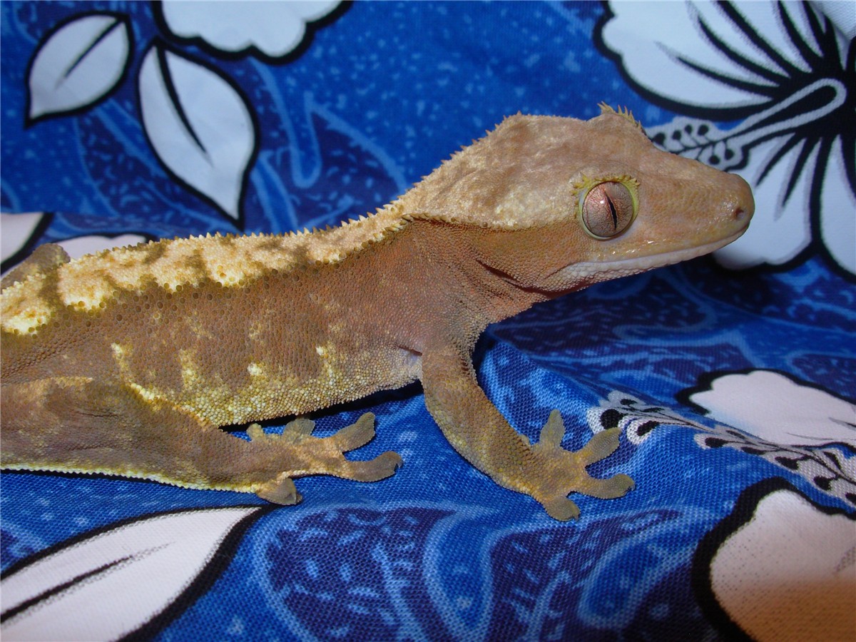 spike