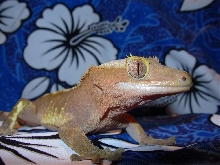 spike