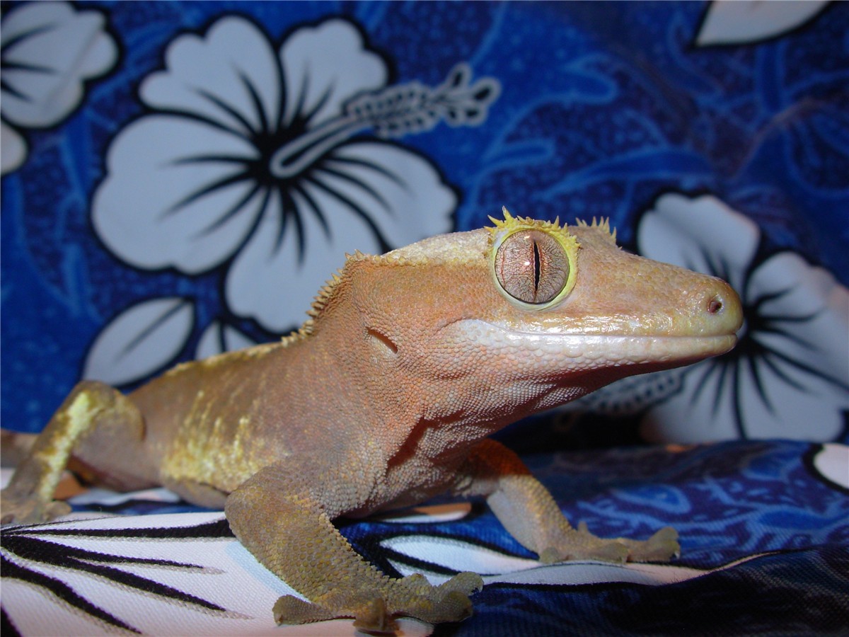 spike