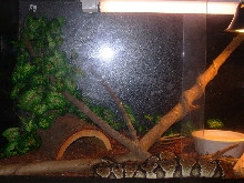 Ball python setup (left view)