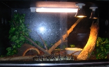 Ball python setup