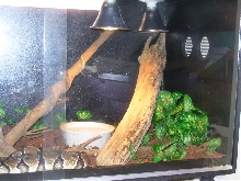 Ball python setup (right view)