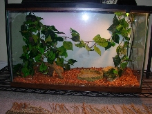 Crested setup
