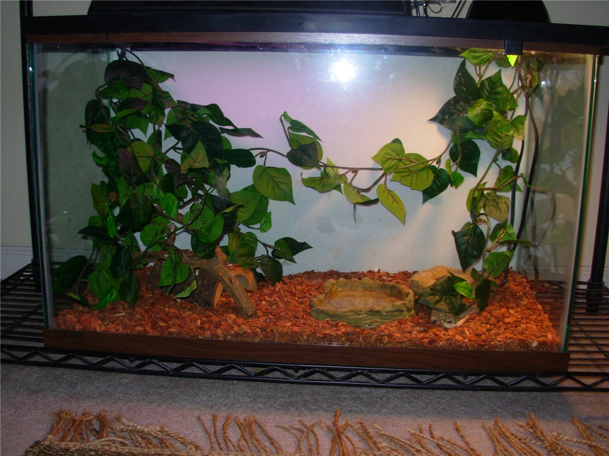 Crested setup