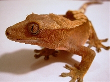 "spike"