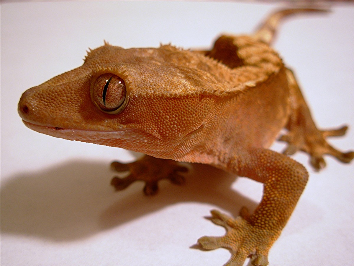 "spike"