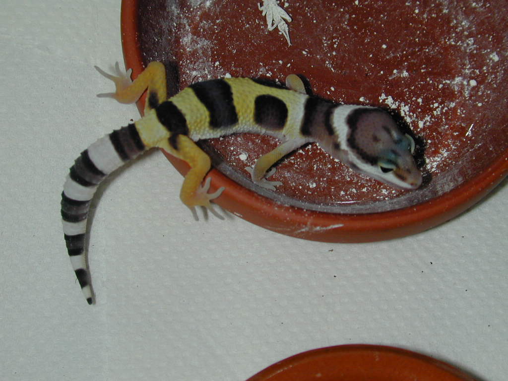eating