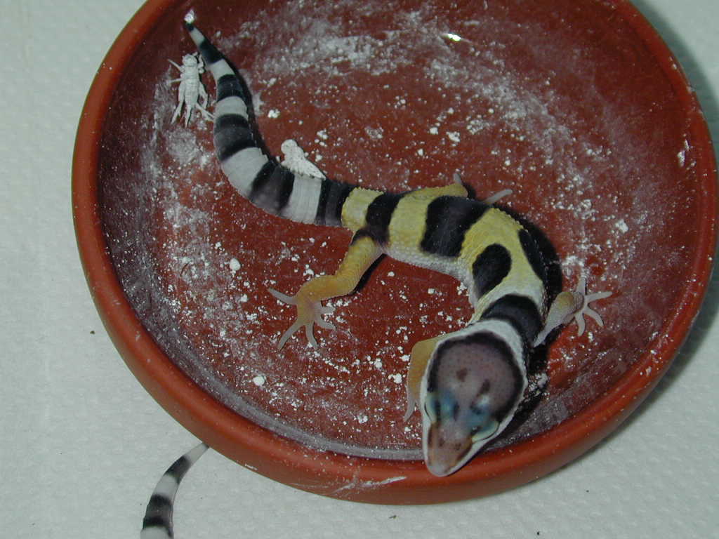 feeding time