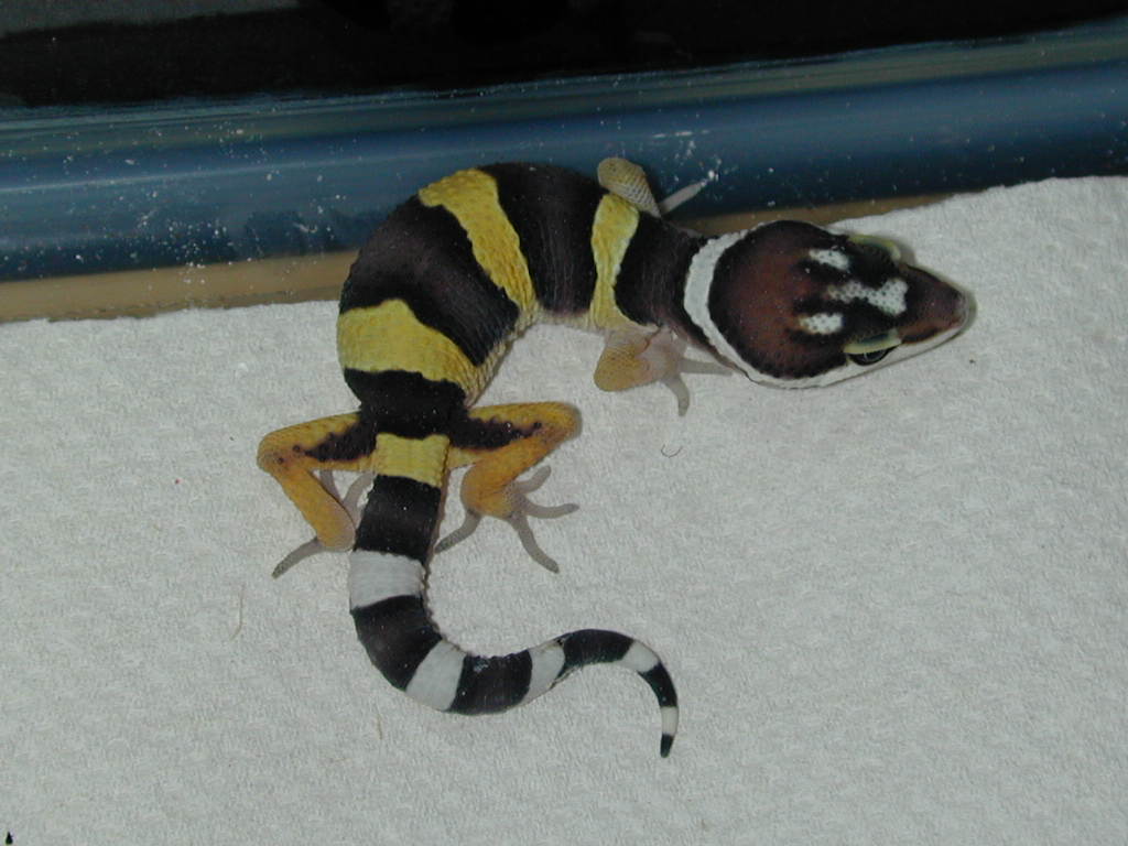 new gecko