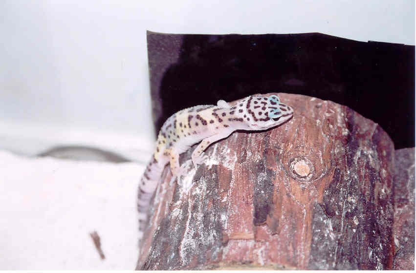 louis on log