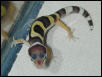 my runt