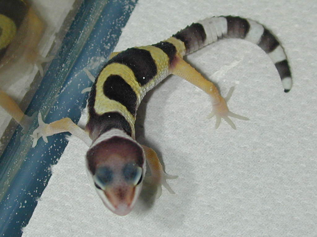 my runt