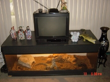 custom tank for tegu