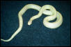 Kingsnake