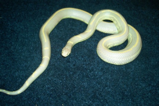 Kingsnake