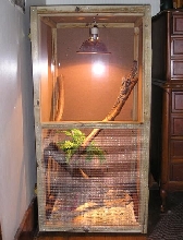 2x2x4 Frilled Dragon Cage