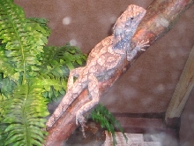 Female Frilled w/a Gut