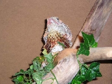 NG Frilled Female
