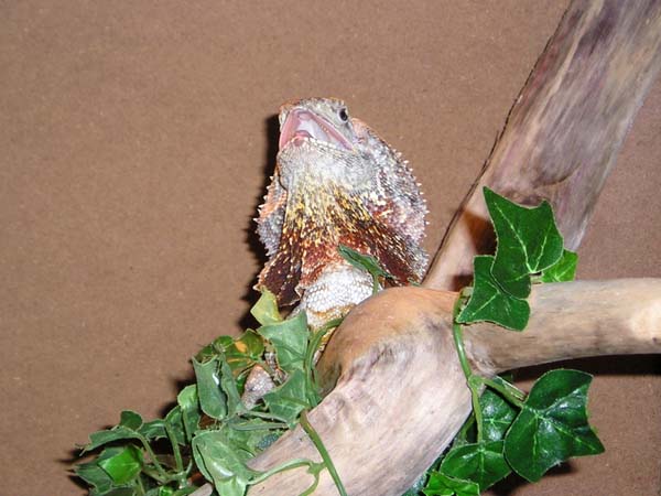 NG Frilled Female