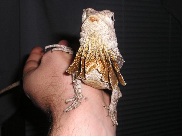 Female Frilled Dragon