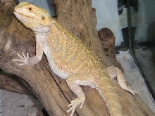 HypoPastelx"Leucistic" Female