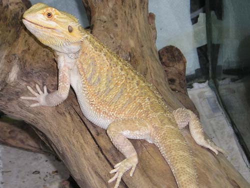 HypoPastelx"Leucistic" Female