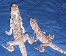 Male & Female Frilled