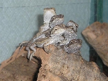 Basking Beardies