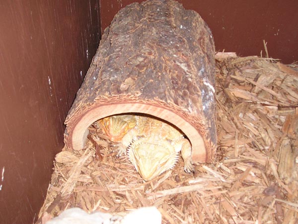 2 Dragons in a Log