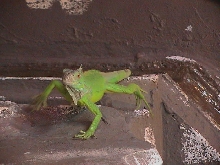 Iquana Iquana
