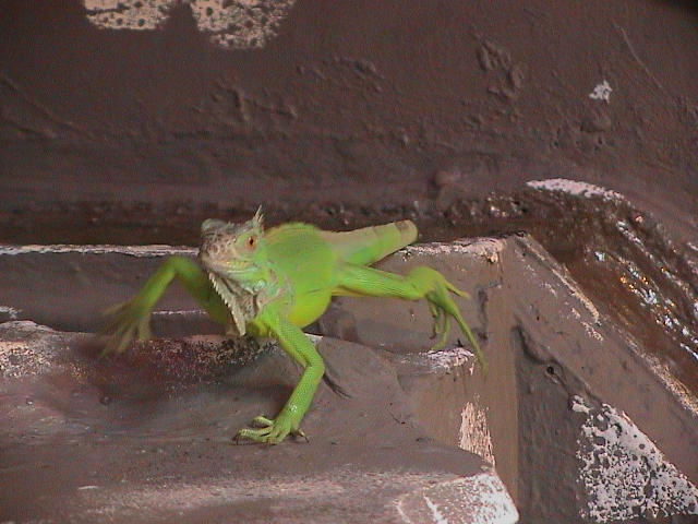 Iquana Iquana