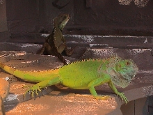 Iquana Iquana