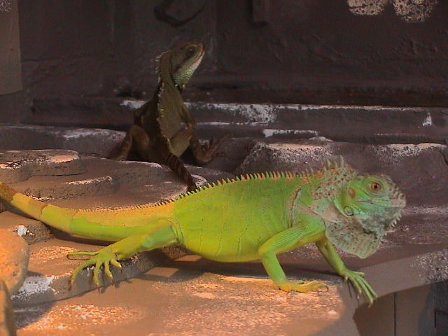 Iquana Iquana
