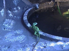 Iquana Iquana