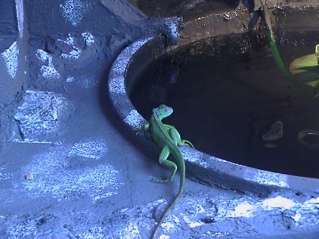 Iquana Iquana