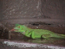 Iquana Iquana