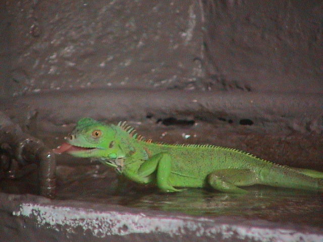 Iquana Iquana