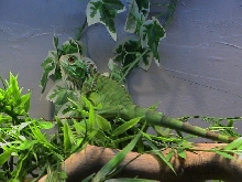 Iquana Iquana
