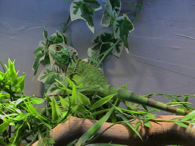 Iquana Iquana