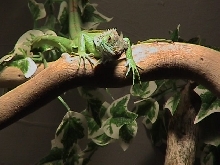 Iquana Iquana
