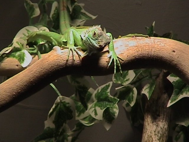 Iquana Iquana