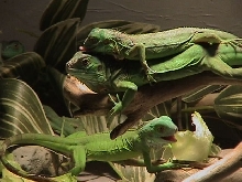 Iquana Iquana