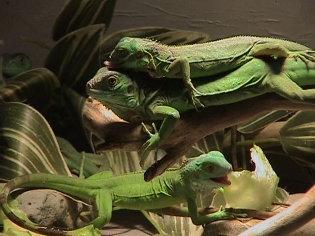 Iquana Iquana