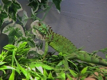 Iquana Iquana