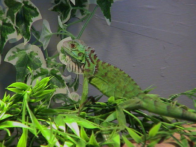 Iquana Iquana