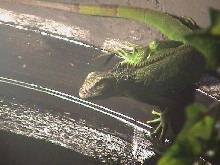 Iquana Iquana