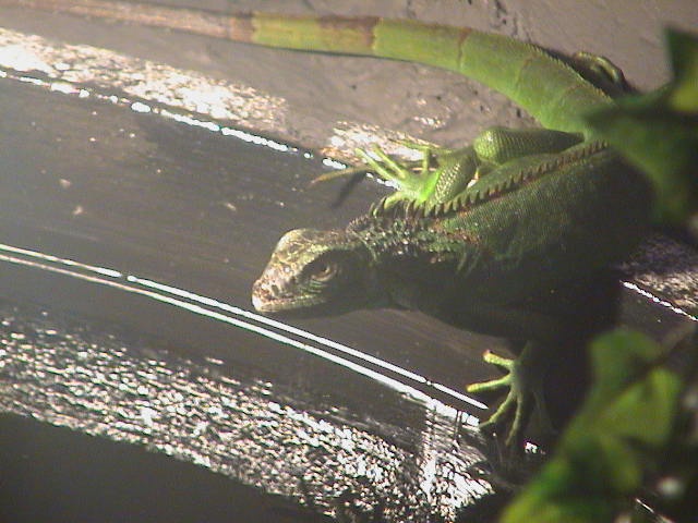 Iquana Iquana