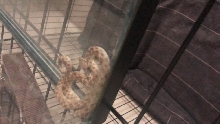 What type of snake is this